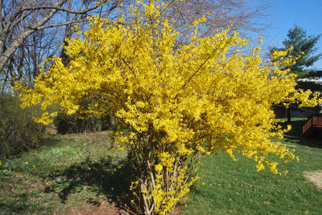 rsz 1forsythia in bloom