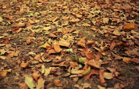 rsz 1herfst herbst automne 1171889 h