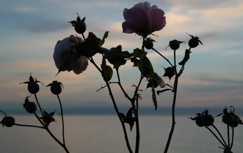 rsz 2rose 228468