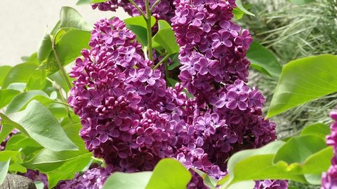 rsz lilac 773362 960 720