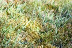 rsz stock photo 83856085 image of garden lawn moss overgrown grass weeds dead thatch