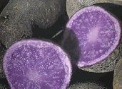 rsz vitelotte